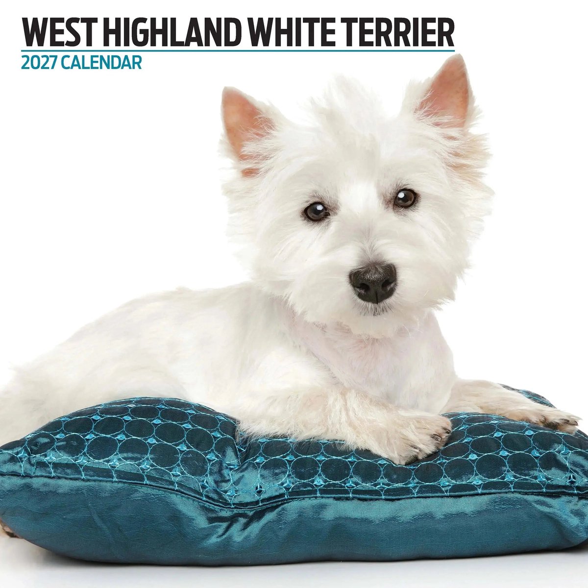 West Highland White Terrier Modern Kalender 2027