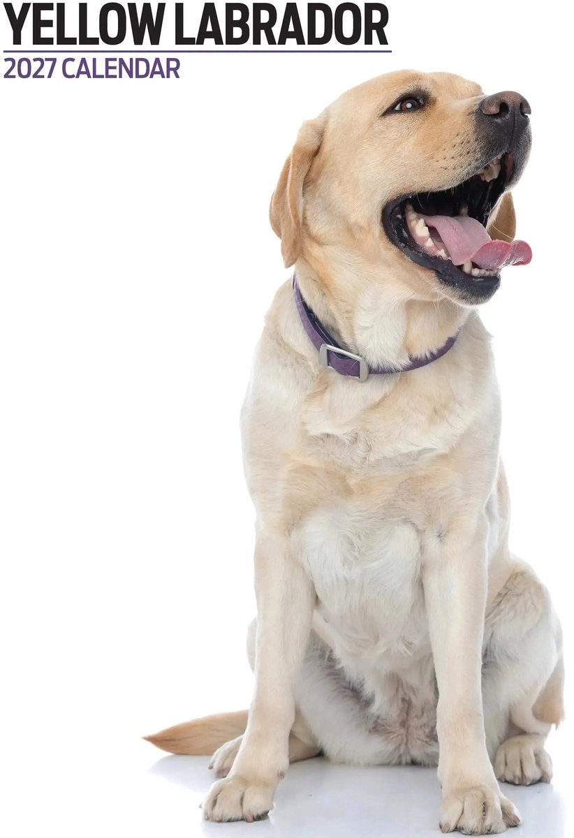 Labrador Retriever Blond Modern Kalender 2027