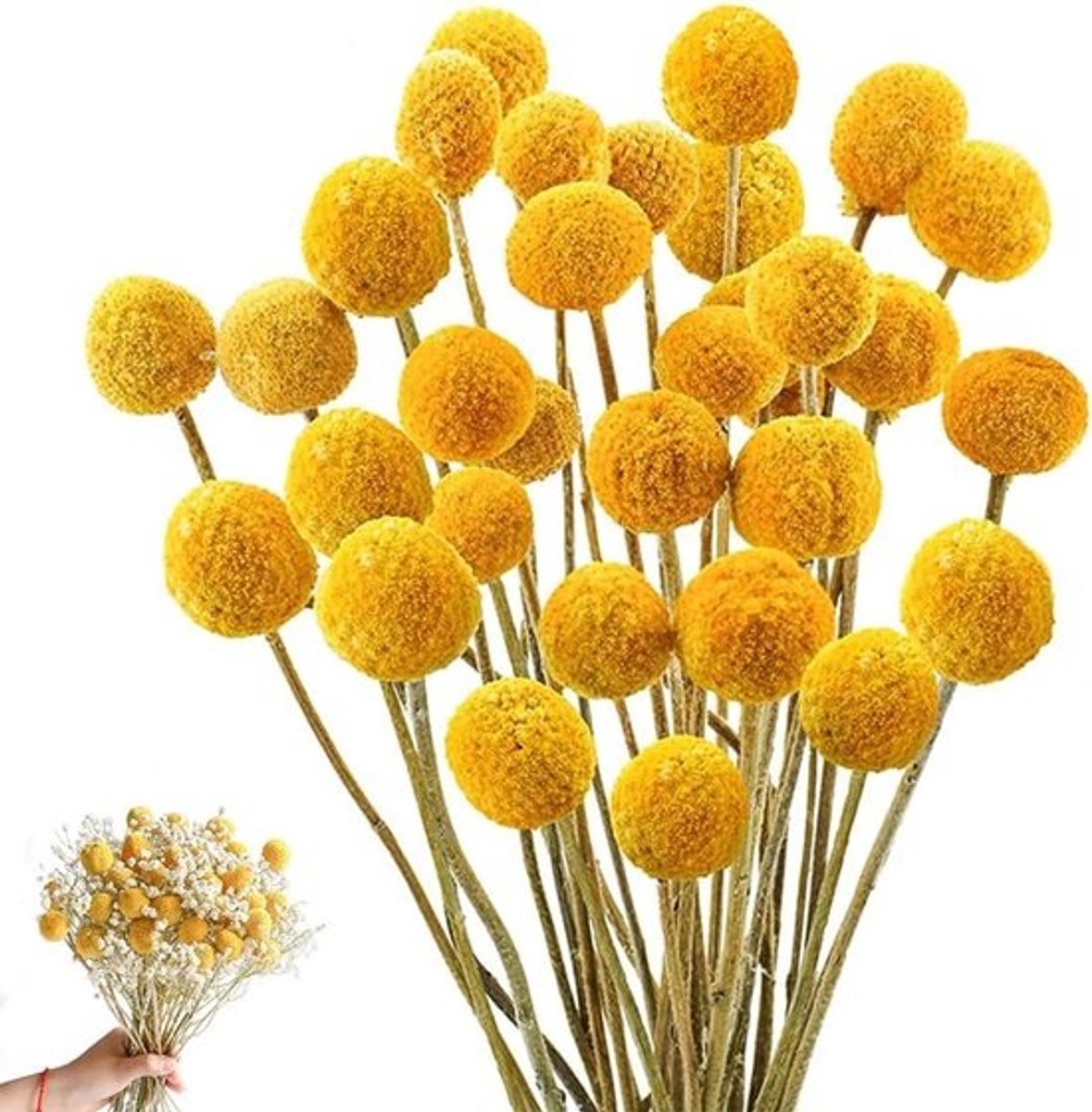 Gedroogde Craspedia Bollen (Billy Balls) - 36 Stuks Geel - 43 cm Natuurlijke Bloemen voor Vaas, Bruiloft en DIY Decoratie