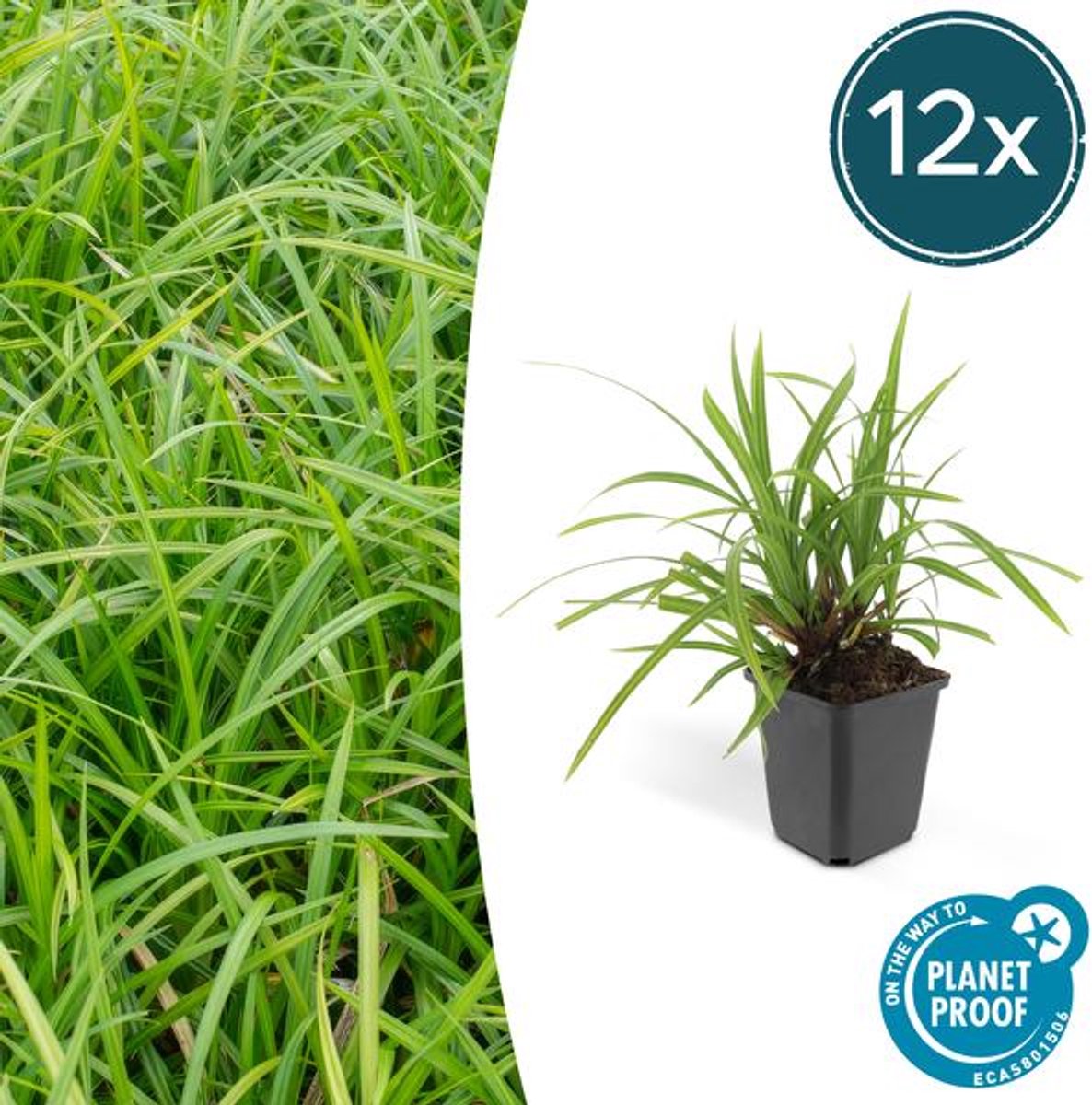 12x Carex morrowii 'Irish Green' - 10-25cm - Ø9cm