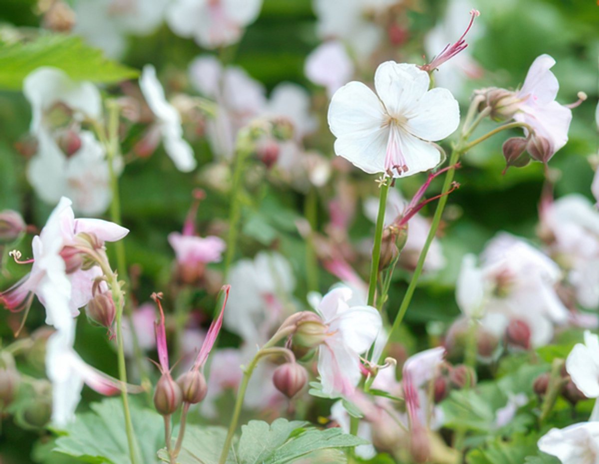 60x Geranium cant. 'Biokovo' - 10-25cm - Ø9cm