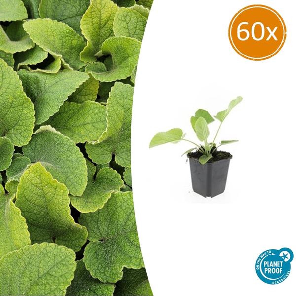 60x Phlomis russeliana - 10-25cm - Ø9cm