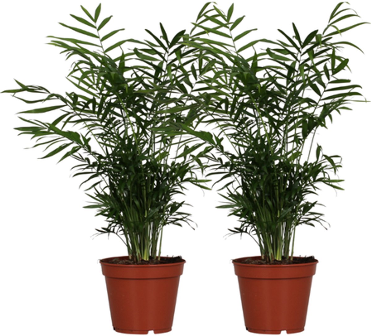 Chamaedorea Elegans - 2 stuks - Ø17cm - 55cm
