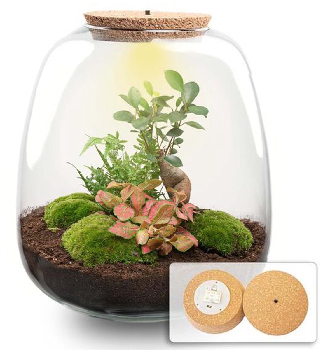 Planten terrarium - Emma - DIY kit - ↑ 25 cm - Ø 23 cm - Bonsai Red