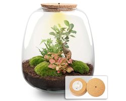 Planten terrarium - Emma - DIY kit - ↑ 25 cm - Ø 23 cm - Bonsai Red
