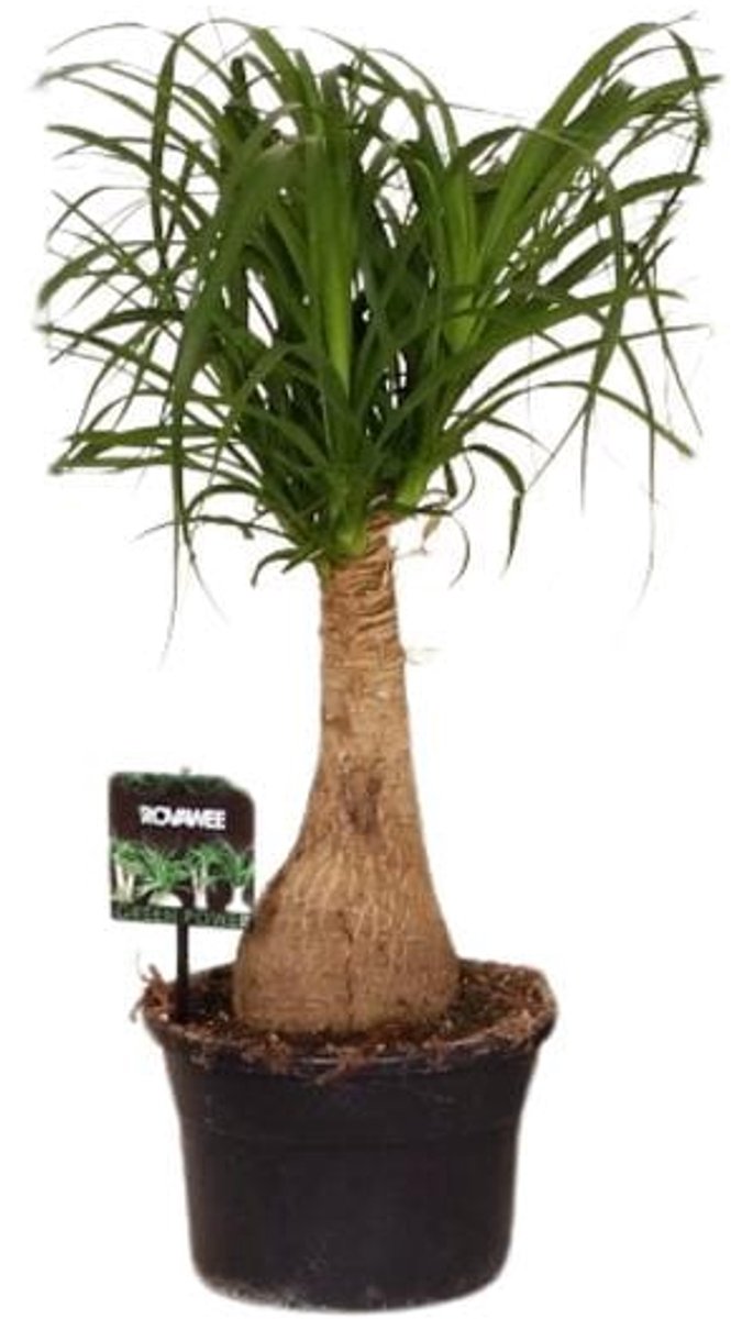 Beaucarnea Nolina (Olifantspoot) - Ø19 60