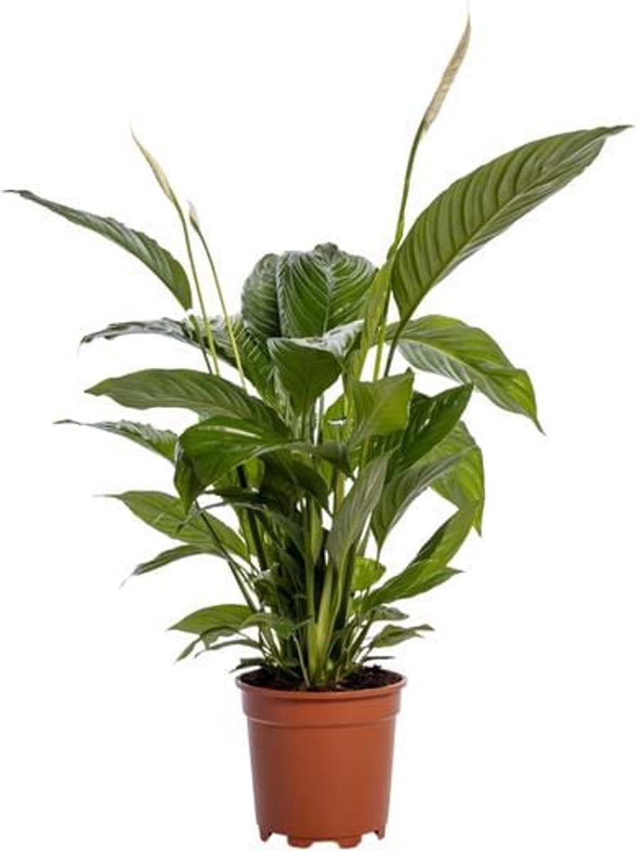 Spathiphyllum Bingo Cupido - Ø19cm - 80cm
