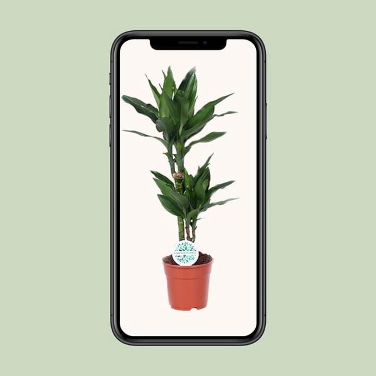Dracaena Janet Lind - Ø17cm - 70cm