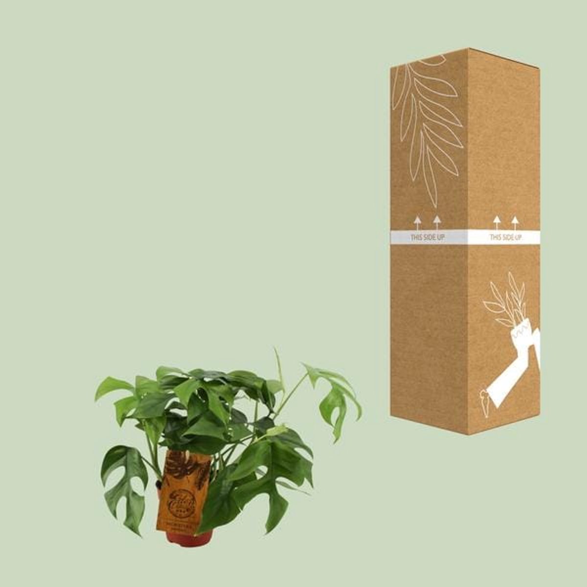 Monstera Minima - Ø12cm - 30cm
