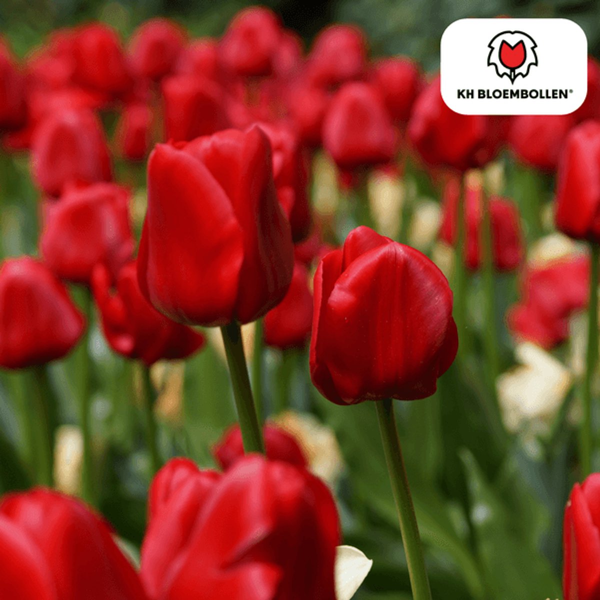 Tulpenbollen Seadov – 20 Stuks | Dieprode Tulp – Krachtig, Klassiek & Tijdloos – Voor Tuin of Pot – Maat 11/12 – Vers van de Teler