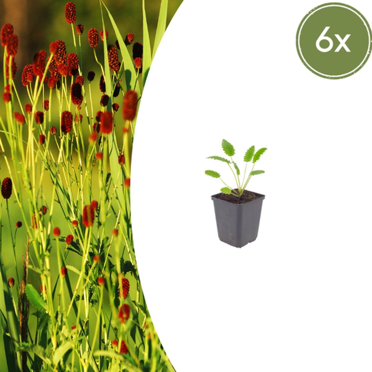 6x Sanguisorba o. 'Tanna' - 10-25cm - Ø9cm