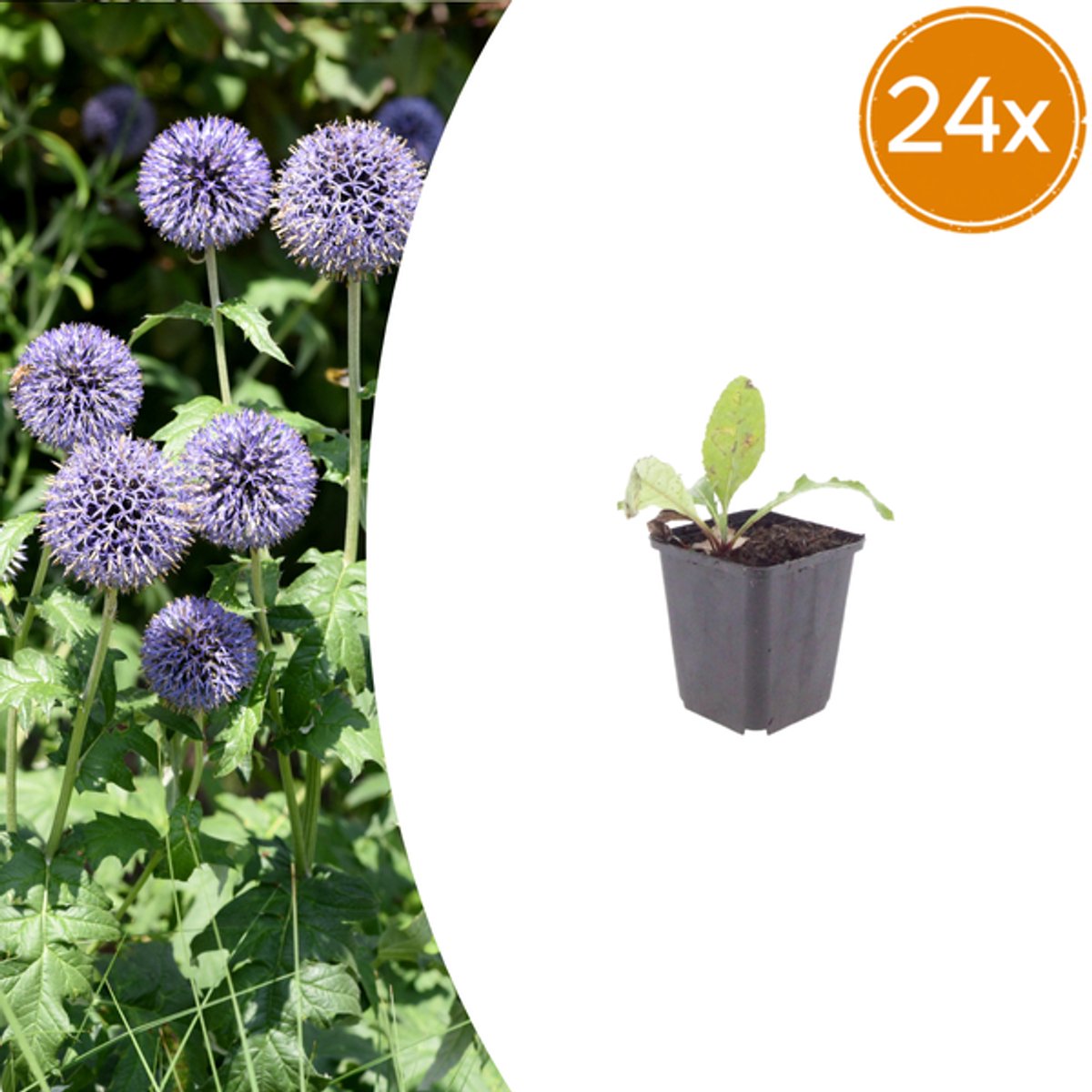 24x Echinops ritro - 10-25cm - Ø9cm