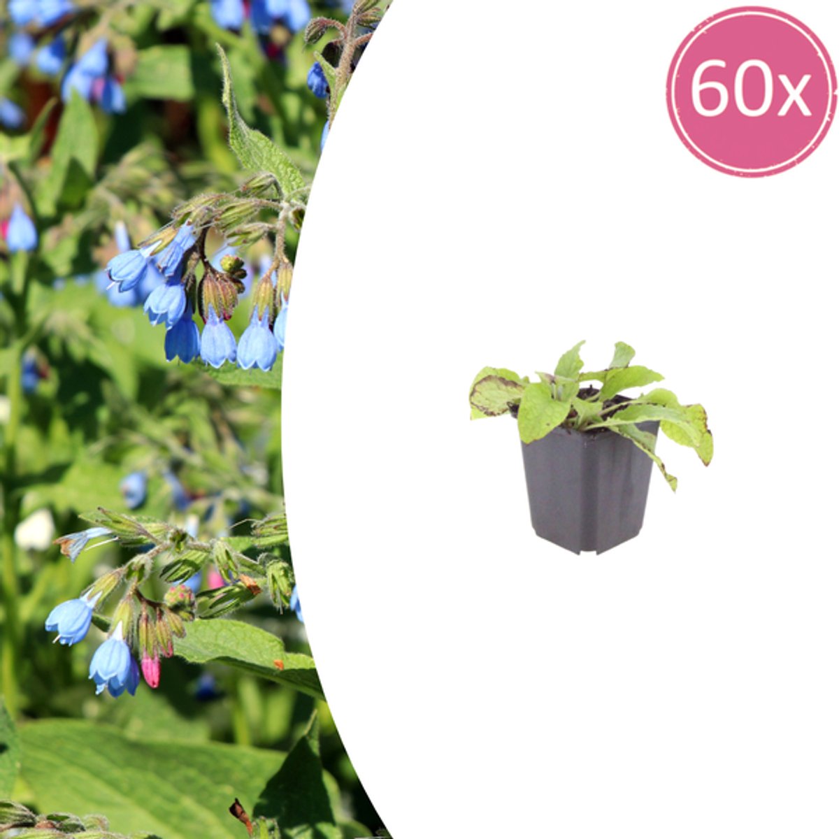60x Symphytum grand. 'Wisley Blue' - 10-25cm - Ø9cm