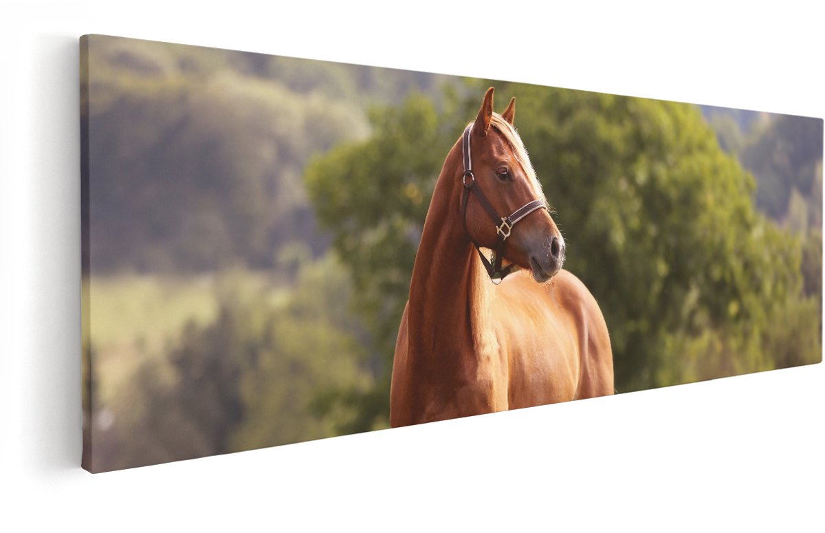 Artaza Canvas Schilderij Bruin Paard In De Wei - 150x50 cm - Groot - Wanddecoratie Woonkamer - Schilderijen - Muurdecoratie
