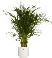 Kamerplant van Botanicly – Goudspalm incl. witte cilindrische sierpot als set – Hoogte: 120 cm – Dypsis lutescens