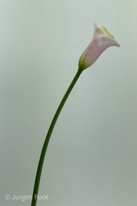 Zijden kunstbloem Calla | Roze | Lengte 50 centimeter