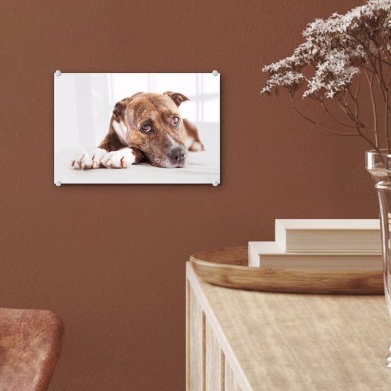 Glas de chien couché 30x20 cm - petit - Tirage photo sur Glas (décoration murale en plexiglas)