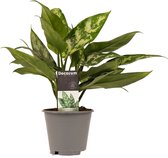 Groene plant – Epipremnum (Aglaonema Maria) met bloempot – Hoogte: 30 cm – van Botanicly