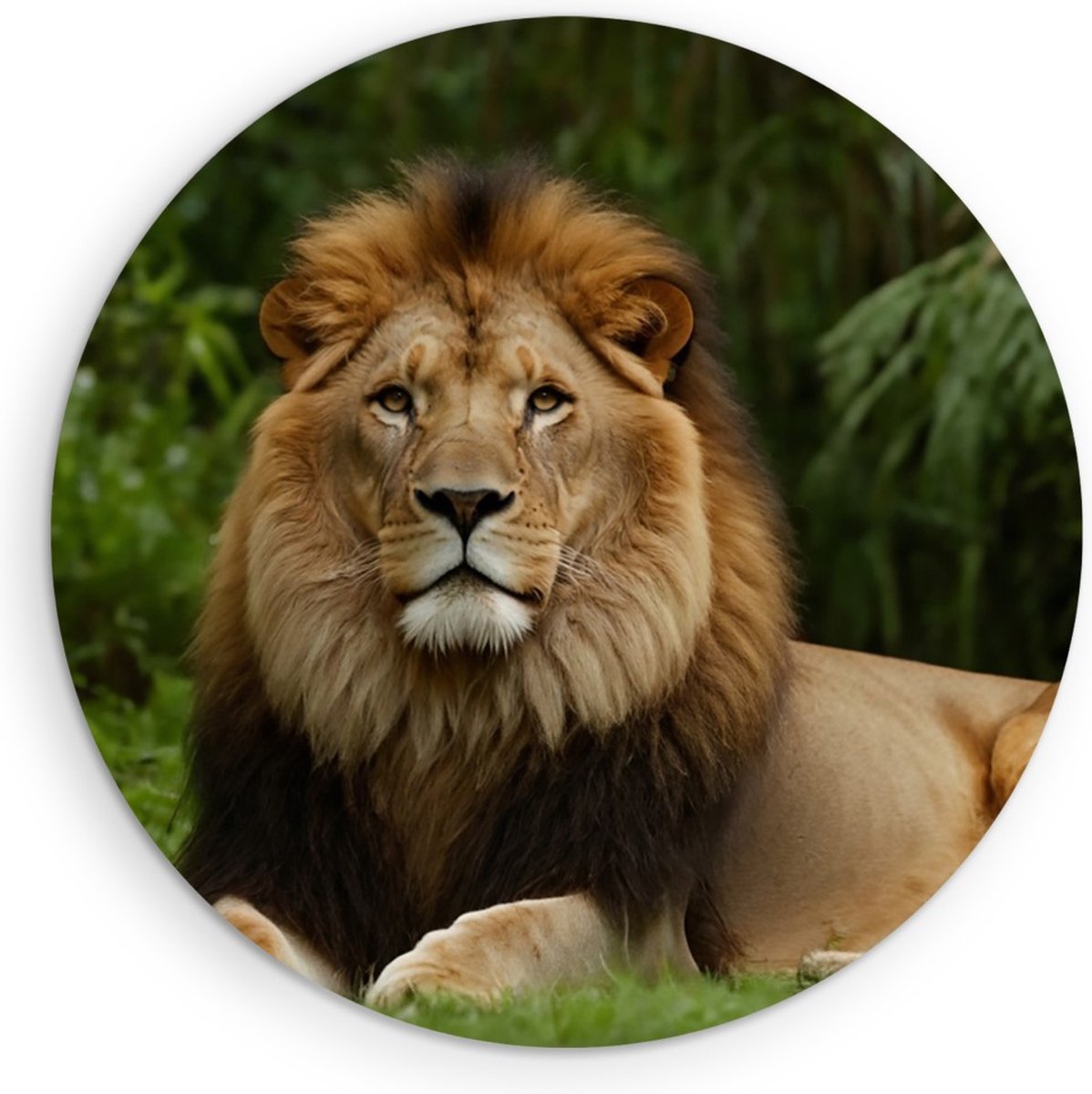 Saammp Forex Muurcirkel - Leeuw in de Jungle - Natuur - Dieren - Ø 50 - Wandcirkel - Wanddecoratie Cirkel - Muurdecoratie Woonkamer - Slaapkamer decoratie - Rond Schilderij