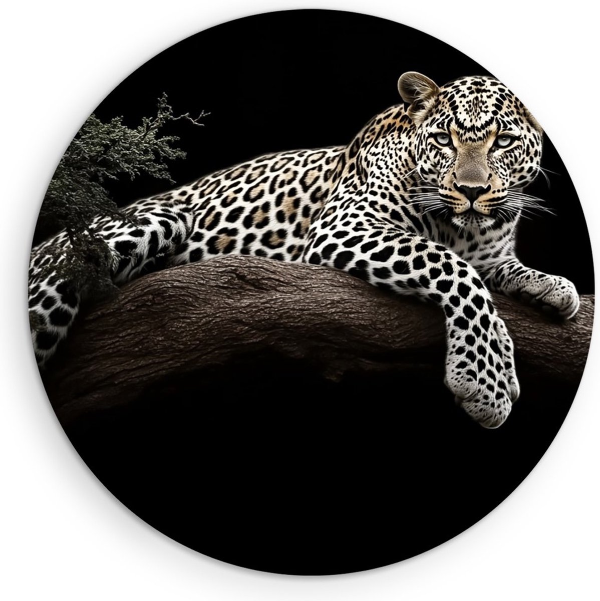Saammp Forex Muurcirkel - Panter ligt op een steen - Natuur - Dieren - Ø 70 - Wandcirkel - Wanddecoratie Cirkel - Muurdecoratie Woonkamer - Slaapkamer decoratie - Rond Schilderij