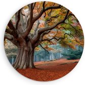 Saammp Forex Muurcirkel - Bos tijdens de herfst - Landschap - Bloemen - Natuur - Ø 70 - Wandcirkel - Wanddecoratie Cirkel - Muurdecoratie Woonkamer - Slaapkamer decoratie - Rond Schilderij