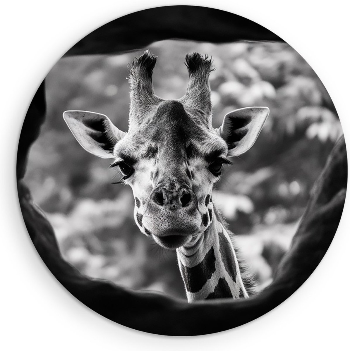 Saammp Forex Muurcirkel - Glurende Giraffe - Natuur - Dieren - Ø 80 - Wandcirkel - Wanddecoratie Cirkel - Muurdecoratie Woonkamer - Slaapkamer decoratie - Rond Schilderij