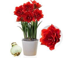 Amaryllis Bol - Cherry Nymph - Bloembollen - 1 stuk - Rood - Bloem bollen - No Water Flower