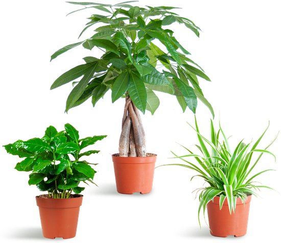Diervriendelijke Plantenbox -Pachira Aquatica-Chlorophytum-Coffea klein - zonder sierpot - -35cm -Ø12 Groene Kamerplant -Sierplantenshop