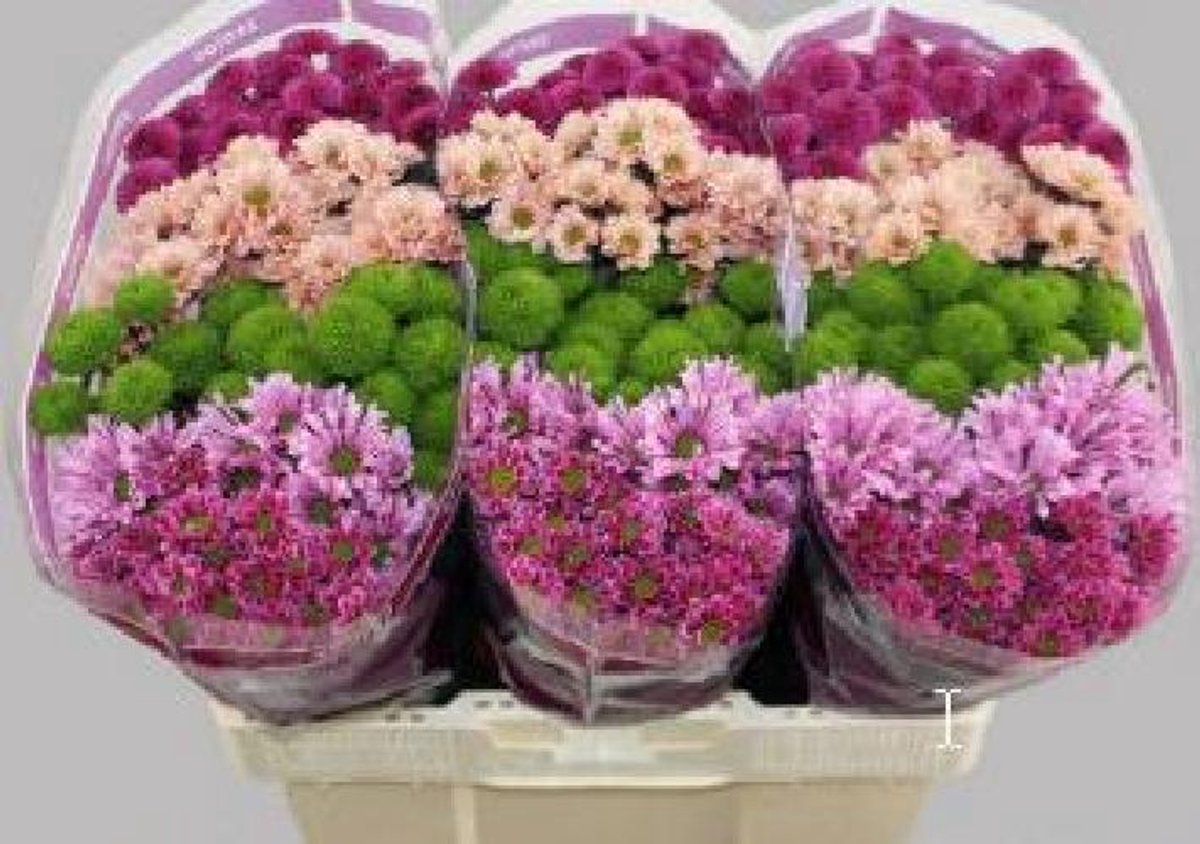 25x Chrysant san.mix/pak happy 50cm