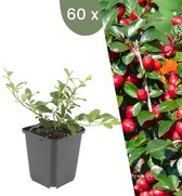 Winterharde Geraniums Kopen voor een Kleurrijke Tuin | Het Groene Paradijs