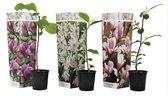 Plant in a Box - Mix de 3 Magnolias - Magnolia susan, soulangeana, stellata - Pot ⌀9cm - Hauteur ↕25-40cm - Belles fleurs - Rustique - Arbuste ornemental