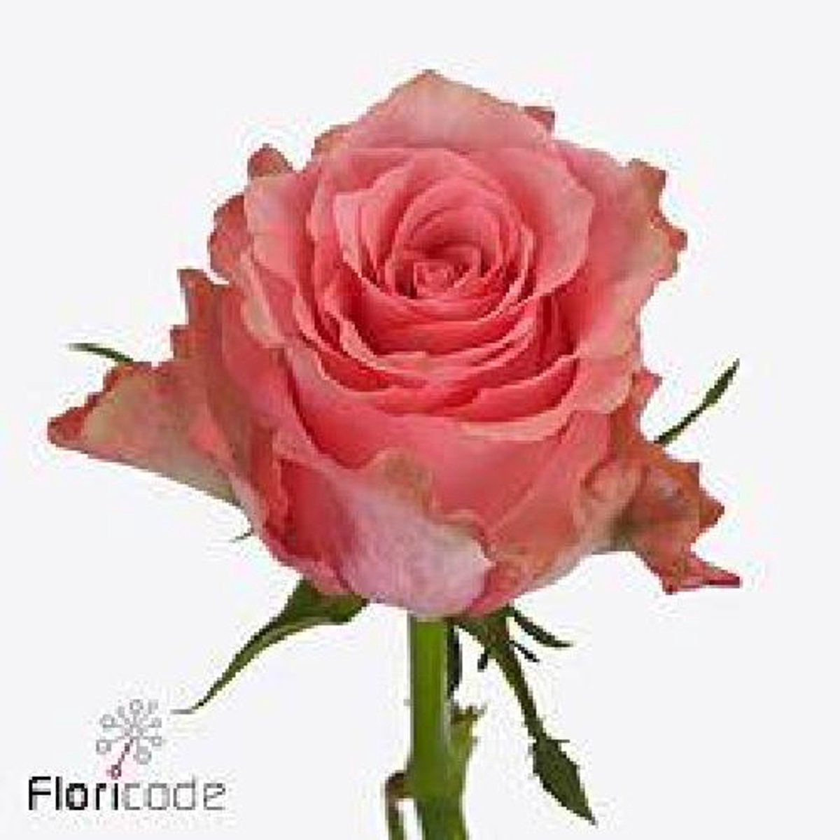 10x Rosa jazzeberry 60cm