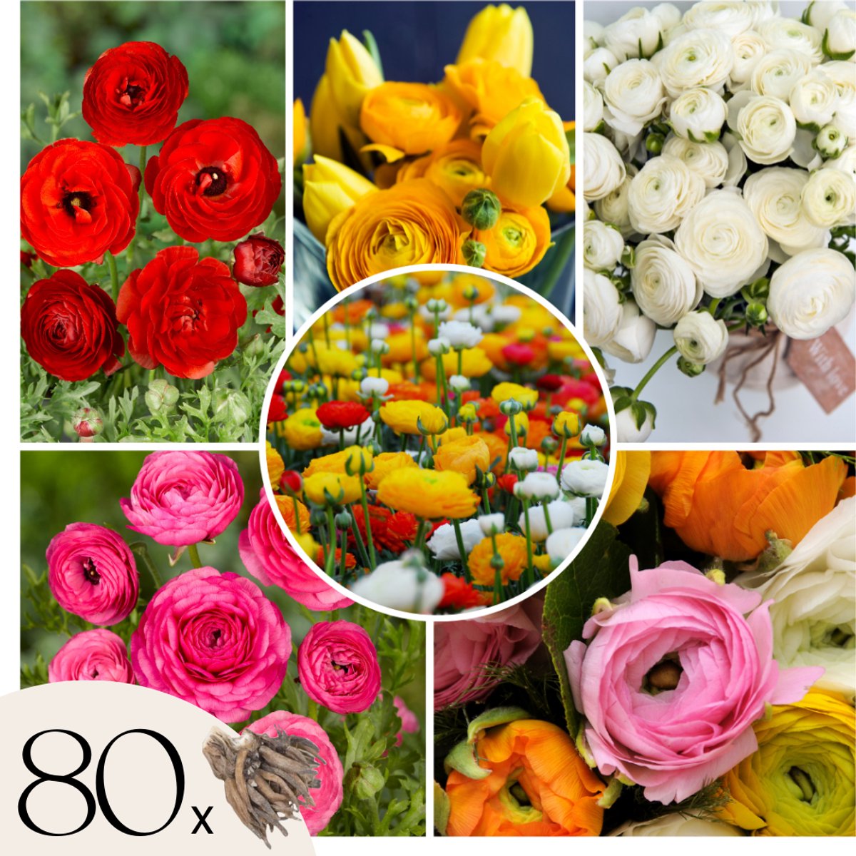 Plant in a Box - Ranunculus - Mix van 80 - Ranunculus bloembollen - Zomerbloeiers - Knollen