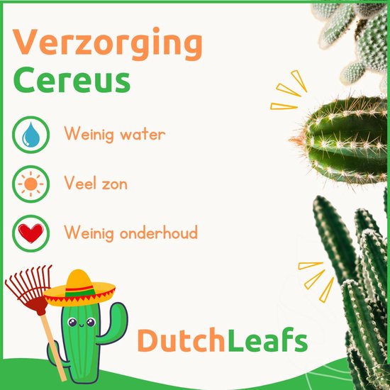 Verzorgingstips voor Cereus met iconen, tekst en een cartoon cactus met het 'DutchLeafs' logo.