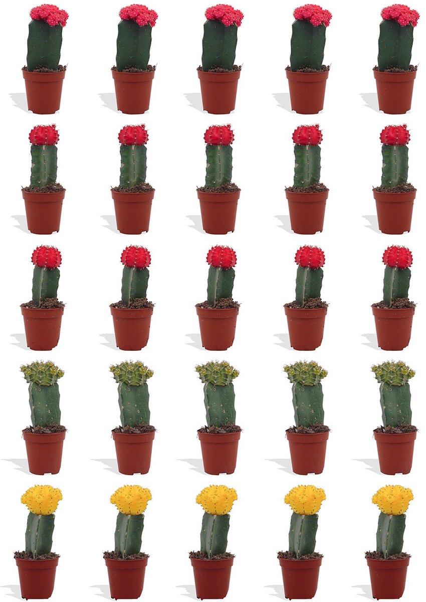 DutchLeafs Gymnocalycium Mix Geënt Mini Cactussen - 20 Stuks - Kwekerspot 5,5 cm - Hoogte 8-15 cm - Mini Plantjes - Cactus Plant - Kamerplanten