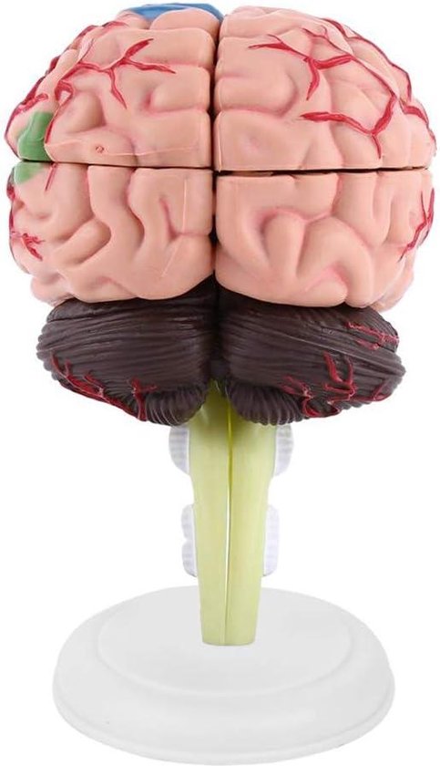 Modèle anatomique du Cerveau humain, coupe transversale médicale en plastique pour l'éducation - Modèle Anatomie .