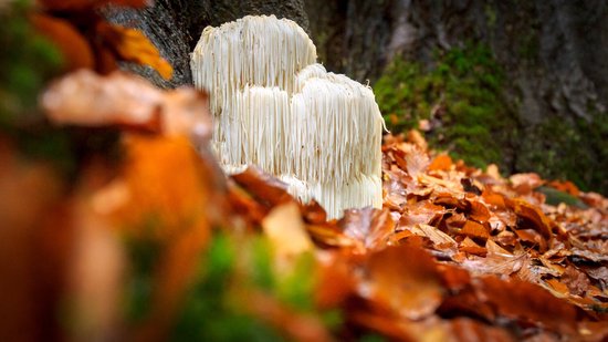 Vehgro Lion's Mane Extract 30% - 100 gram - VehGro | bol