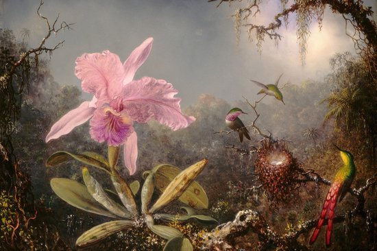Martin Johnson Heade - Orchidée Cattleya et trois colibris - Orchidée Cattleya et trois colibris - 2:3