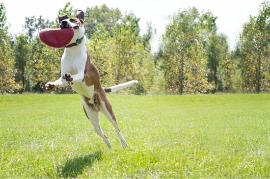 Kong Flyer Frisbee - Jouet pour chien - Rouge - Ø25 cm