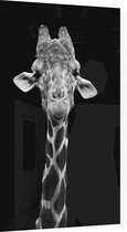 Giraffe zwart wit op zwarte achtergrond - Foto op Plexiglas - 40 x 60 cm