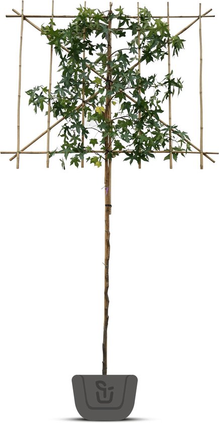Amberboom als leiboom | Lei-Liquidambar styraciflua Worplesdon | Stamomtrek: 6-8 cm | Stamhoogte: 100 cm | Rek 120 cm