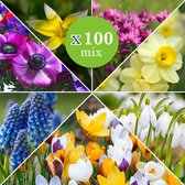 100x Bloembollen mix - Set van 100 wilde planten - 7 soorten - Gemengde kleuren - Vroegbloeiers