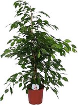 Kamerplant van Botanicly – Treurvijg – Hoogte: 105 cm – Ficus benjamina Exotica