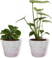 Set van 2 Kamerplanten - Monstera Deliciosa & Peperomia Green Gold - ±  30cm hoog - 12cm diameter - in betonnen lila pot