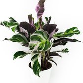 Calathea Fusion White  Ø14cm  Zeldzame Kamerplant  Stekjes & Plant