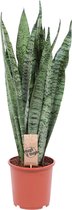 Sansevieria Zeylanica Vrouwentong -  ↑ 65-75cm - Ø 17cm