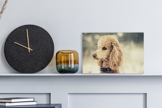 Caniche Witte dans la neige 30x20 cm - petit - Tirage photo sur toile (Décoration murale salon / chambre) / Peintures sur toile pour Animaux domestiques