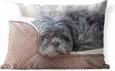 Buitenkussens - Tuin - Shih Tzu hond die op haar bed rust - 50x30 cm