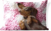 Buitenkussens - Tuin - Een Teckel puppy op een roze deken - 60x40 cm