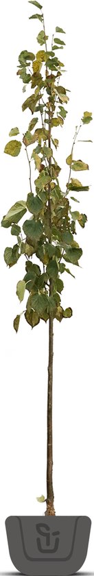 Lindeboom | Tilia europaea Pallida | Stamomtrek: 8-10 cm